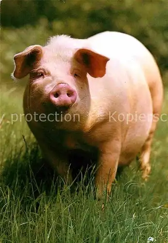 Schweine Pig Porc  Kat. Tiere