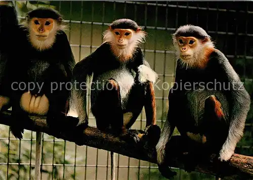 Affen Kleideraffe Zoo Basel  Kat. Tiere