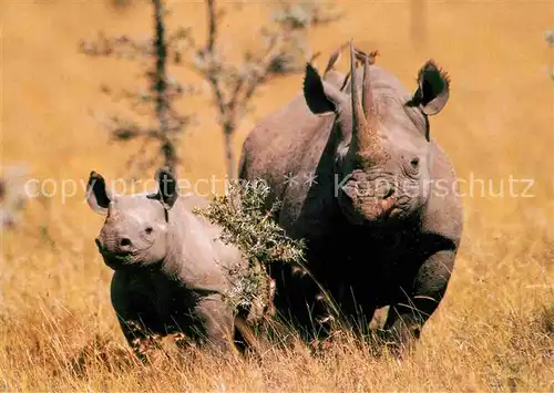 Nashorn Spitzlippennashorn Diceros bicornis  Kat. Tiere