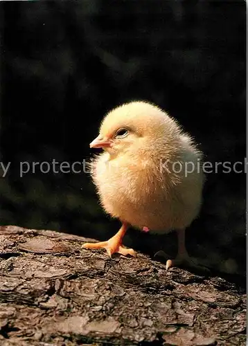 Voegel Kueken Poussin Pulcino Kat. Tiere