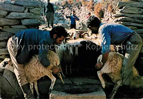 Schafe Melken Kreta  Kat. Tiere