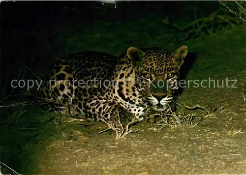 Tiere Leopard  Kat. Tiere