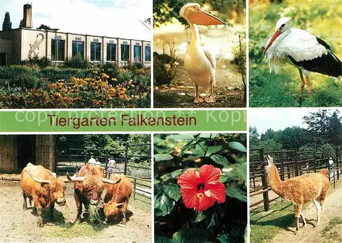 Tiere Tiergarten Falkenstein Tropenhaus Rosapelikan Guanako  Kat. Tiere