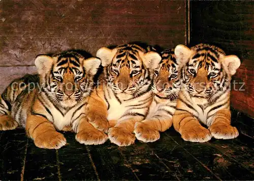 Tiger Tiere Tiger Vierlinge Zoo Basek  Kat. Tiere
