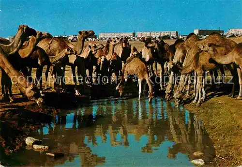 Kamele Beer Sheva Camels at Watering Place  Kat. Tiere