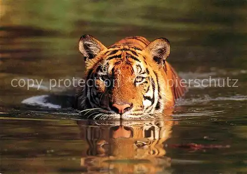 Tiger Tiere WWF Spendenkarte  Kat. Tiere