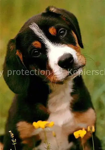 Hunde Entlebucher Sennenhund  Kat. Tiere