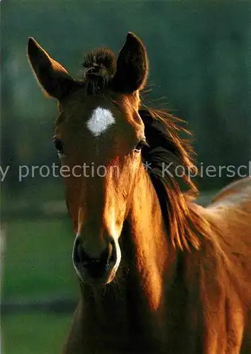 Pferde Ungarisches Vollblut  Kat. Tiere