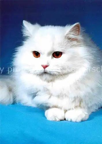 Katzen Weisse Perserkatze  Kat. Tiere