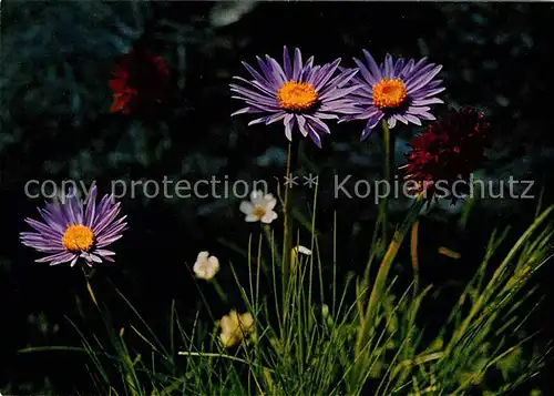 Blumen Alpenaster Maennertreu  Kat. Pflanzen
