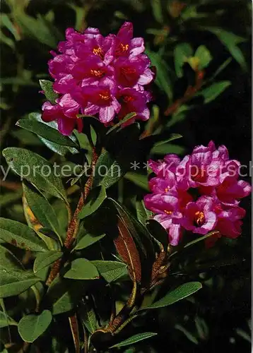 Blumen Rostrote Alpenrose Rhododendron ferrugineum Kat. Pflanzen