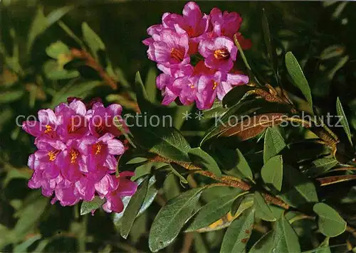 Blumen Rhododendron ferrugineum Rostrote Alpenrose  Kat. Pflanzen
