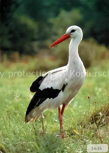 Storch Weissstorch Cicogne blanche White stork  Kat. Tiere