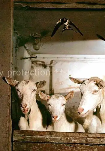 Ziege Rauchschwalbe Goats Swallows  Kat. Tiere