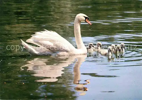 Schwan Hoeckerschwaene Swans Cygnus muets  Kat. Tiere