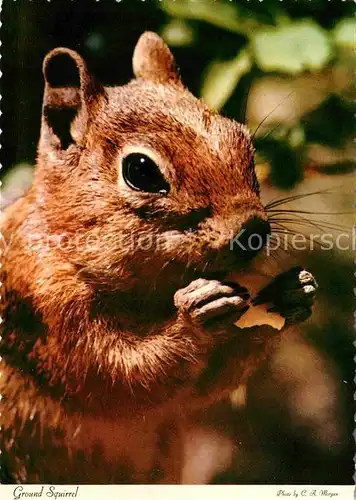 Eichhoernchen Ground Squirrel Kat. Tiere