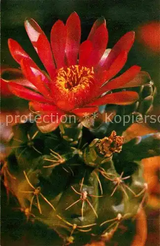 Kakteen Bluete Gymnocalycium baldianum  Kat. Pflanzen