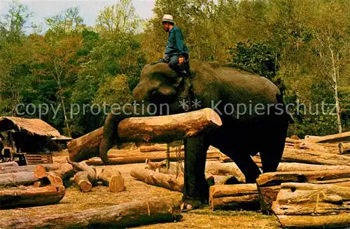 Elefant Elephants working in Forest Chiengmai North Thailand  Kat. Tiere