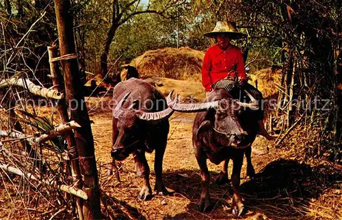 Bueffel Toung Farmer Girls riding Water Buffalos Ayudhya North Thailand  Kat. Tiere