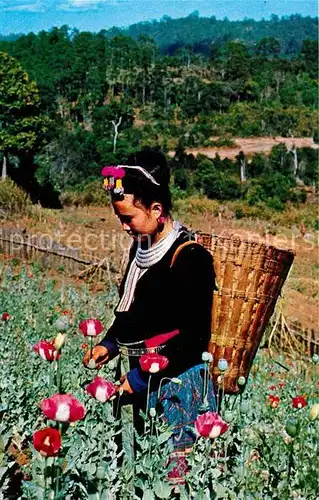 Landwirtschaft Meo Hill Tribe Girl Opium Poppy Plants Field Golden Triangle  Kat. Landwirtschaft