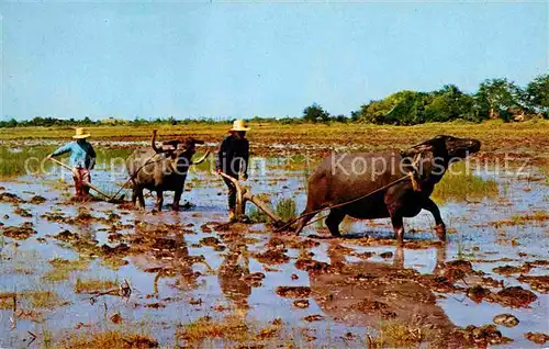 Landwirtschaft Rice Cultivation Thailand Ploughing with Buffalos Kat. Landwirtschaft