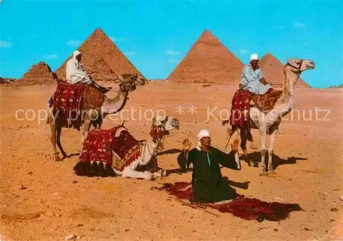 Kamele Giza Arab Camelriders Pyramids  Kat. Tiere