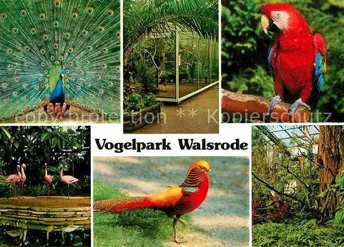 Voegel Vogelpark Walsrode Blauer Pfau Papagei Kat. Tiere