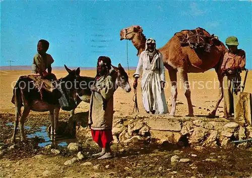 Kamele Esel Beduins near Water Well Negev  Kat. Tiere