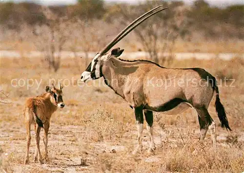 Tiere Gemsbuck with Calf Spiessbock Kat. Tiere