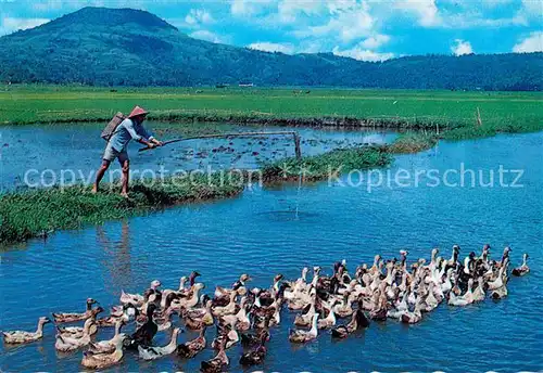Typen Angeln Shepherding Ducks Tondano Lake North Sulawesi Kat. Typen