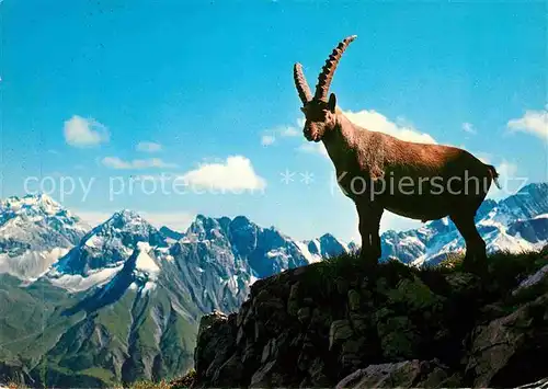 Steinbock Alpen Kat. Tiere