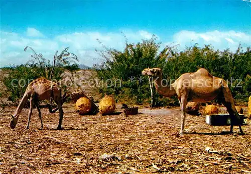 Kamele Hiswa Village  Kat. Tiere