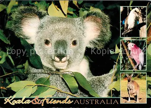 Koalabaer Kookaburra Pink and Grey Galah Kangaroo Australia Kat. Tiere
