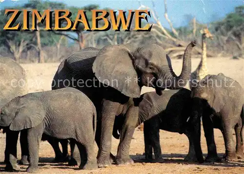 Elefant Zimbabwe  Kat. Tiere