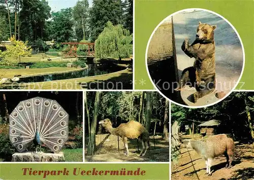 Zoo Tierpark Ueckermuende Braunbaer Dromedar Lama  Kat. Tiere