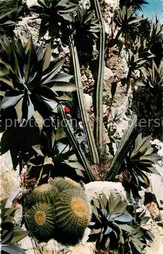 Kakteen Agaves attenuata Echinocactus grusonii Cereus divers  Kat. Pflanzen