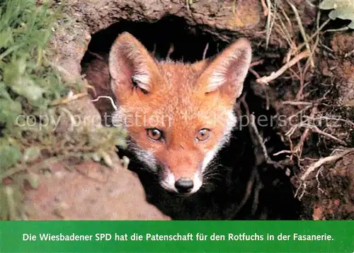 Fuchs Tiere SPD Wiesbaden Patenschaft Rotfuchs Fasanerie  Kat. Tiere