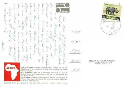 Giraffe Africa  Kat. Tiere