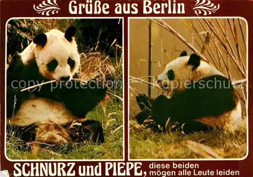 Pandabaer Schnurz und Piepe Zoo Berlin  Kat. Tiere