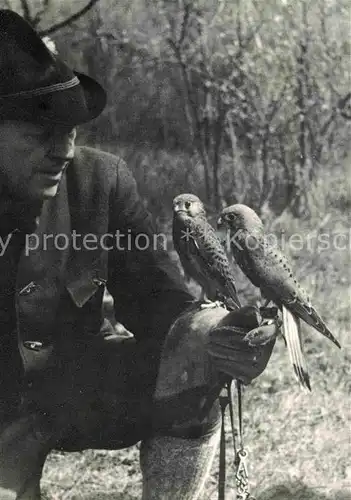 Falke Turmfalkenpaar Adlerwarte Niederwald Falkner Gilles  Kat. Tiere