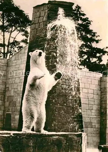 Eisbaer Freigehege Zoo Rostock  Kat. Tiere