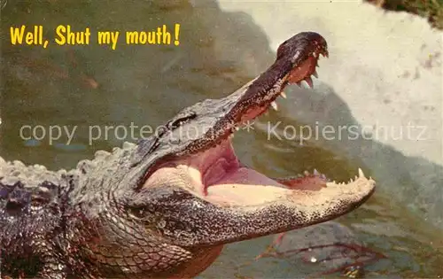 Krokodile Florida  Kat. Tiere
