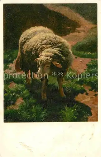 Koller Rudolf Junges Schaf  Kat. Kuenstlerkarte
