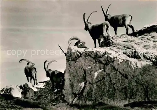 Steinbock Alpstein Schweiz  Kat. Tiere