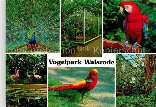 Voegel Vogelpark Walsrode Papagei Blauer Pfau Flamingo  Kat. Tiere