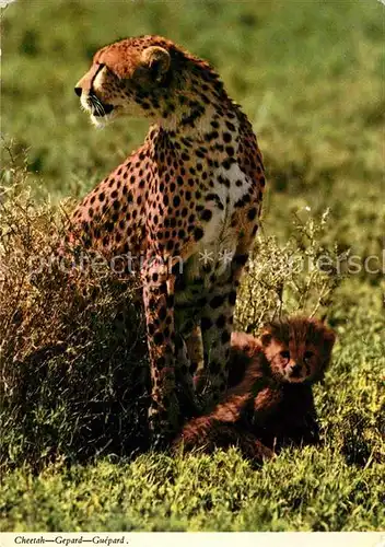 Tiere Cheetah Gepard  Kat. Tiere