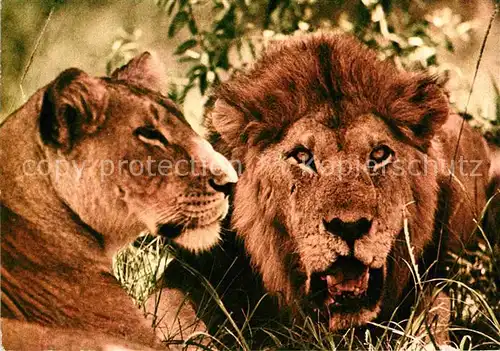 Loewe Lion and Lioness Kat. Tiere