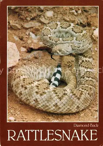 Schlangen Tiere Diamond Back Rattlesnake  Kat. Tiere