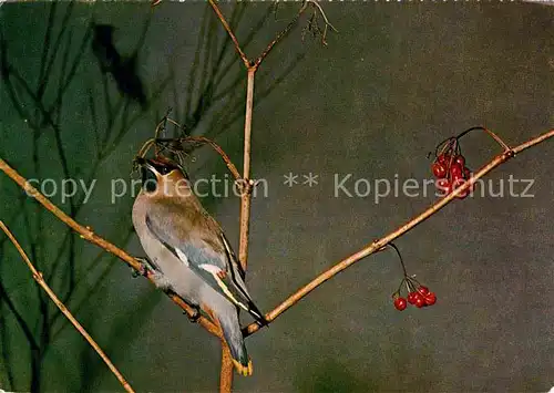 Voegel Seidenschwanz Kat. Tiere