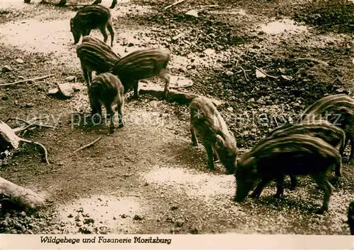 Schweine Wildschweine Wildgehege Fasanerie Moritzburg Kat. Tiere